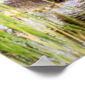 Poster Alligator Crocodiles Faune Afrique (Coin)