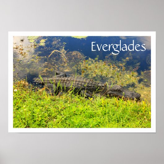 Poster Alligator dans le Parc National des Everglades, Fl (Devant)