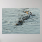 Poster Alligator dans l'eau (Devant)