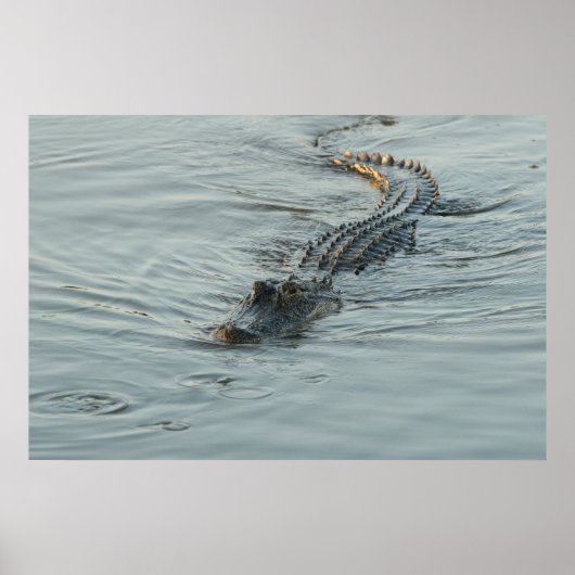 Poster Alligator dans l'eau (Devant)