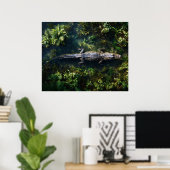 Poster Alligator dans les eaux peu profondes des zones hu (Bureau à domicile)