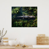 Poster Alligator dans les eaux peu profondes des zones hu (Cuisine)