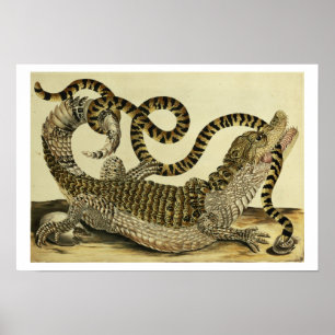 Poster Alligator et serpent, 1730 (gravure colorée)