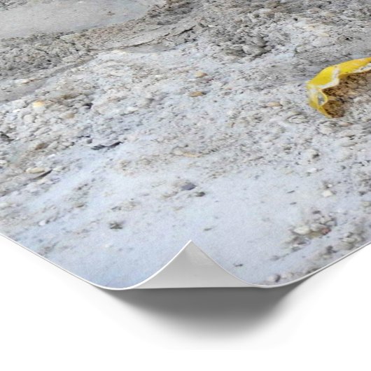 Poster Alligator, Fort Lauderdale, Floride (Coin)