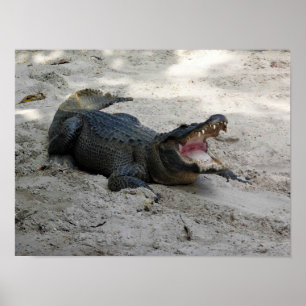 Poster Alligator, Fort Lauderdale, Floride