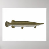 Poster Alligator Gar (Devant)