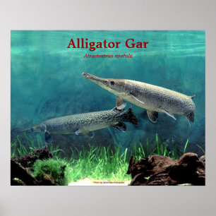 Poster Alligator gar の ポ ♥ タ
