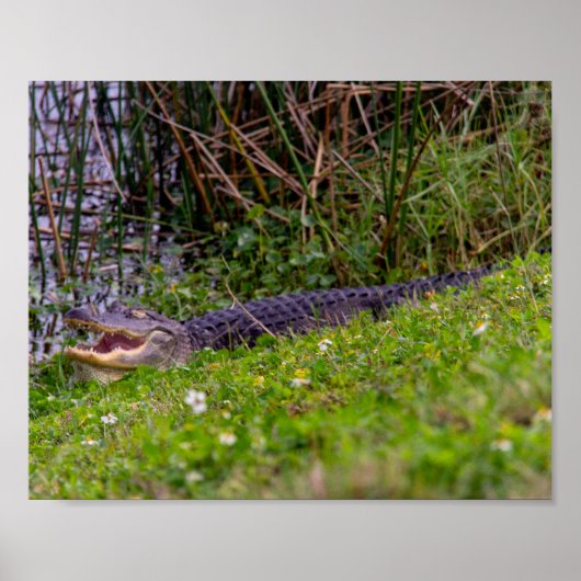 Poster Alligator Grass Viera Wetlands Floride (Devant)