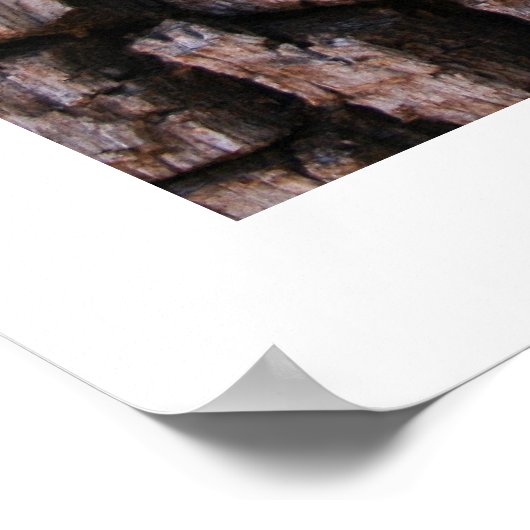 Poster Alligator Juniper Bark (Coin)