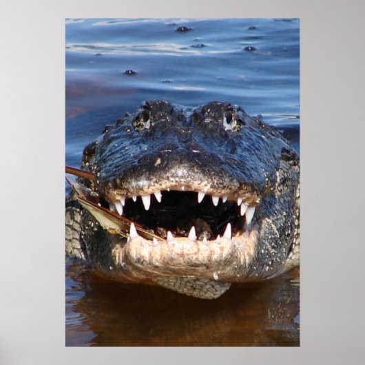 Poster Alligator Mississipiensis (Devant)