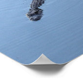 Poster Alligator Nager dans un étang de Caroline du Sud (Coin)