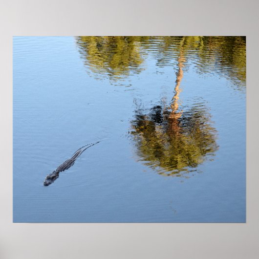 Poster Alligator Nager dans un étang de Caroline du Sud (Devant)
