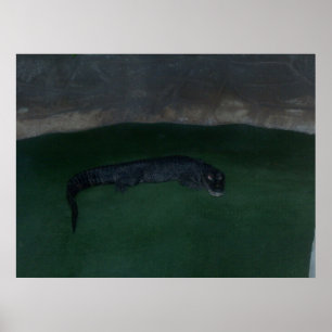 Poster Alligator ~ Qu'y a-t-il dans l'obscurité ? ~ Poste