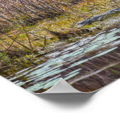 Poster Alligator Sunning au lac Galliard, île Dauphin (Coin)