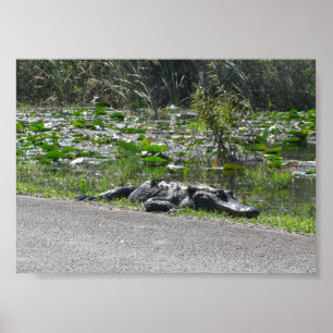Poster Alligator sur Alligator Alley, Fl