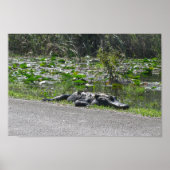 Poster Alligator sur Alligator Alley, Fl (Devant)