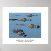 Poster Alligators américains (Devant)