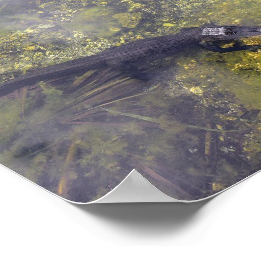 Poster Alligators attentifs dans les clés de Floride (Coin)