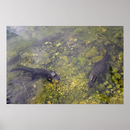 Poster Alligators attentifs dans les clés de Floride (Devant)