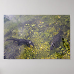 Poster Alligators attentifs dans les clés de Floride