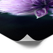Poster Allium à échalon violet fleuri (Coin)