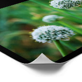 Poster Allium, Fleur d'oignon sauvage (Coin)