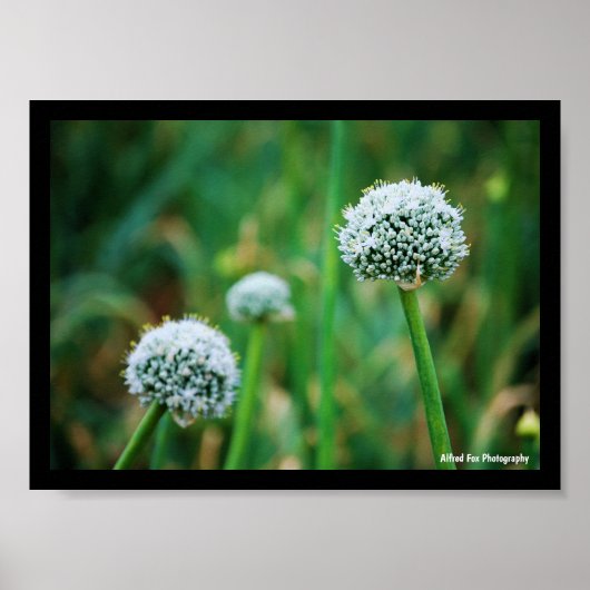 Poster Allium, Fleur d'oignon sauvage (Devant)