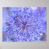 Poster Allium Flower Blue (Devant)
