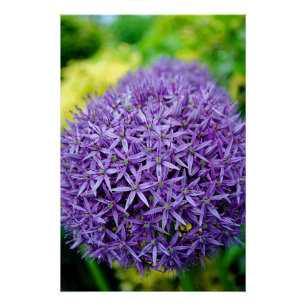 Poster Allium Hollandicum Fleurs d'été violettes