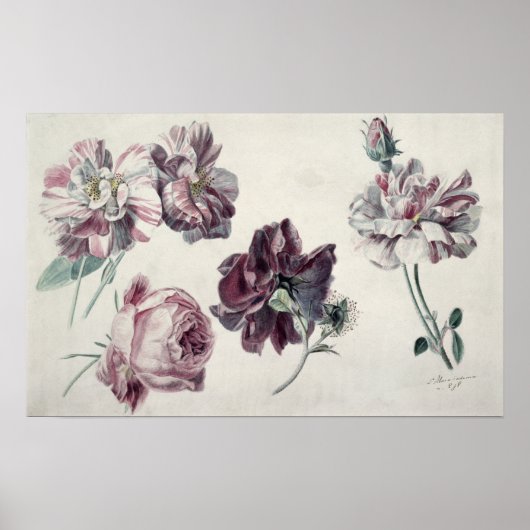 Poster Alma-Tadema | ROSE (Devant)