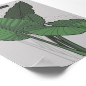 Poster Alocasia Macrorrhizos Giant Taro plante (Coin)