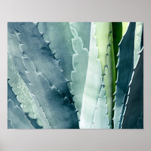 Poster Aloe (Devant)