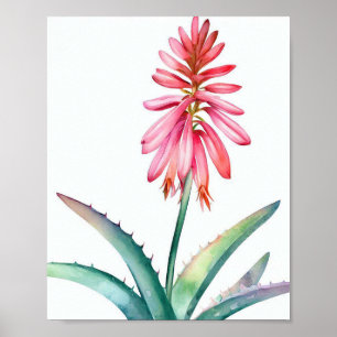 Poster Aloé en fleurs