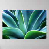 Poster Aloe Feuille (Devant)