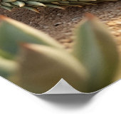 Poster Aloe Lizard Desert Sun (Coin)