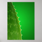 Poster Aloe plante (Devant)