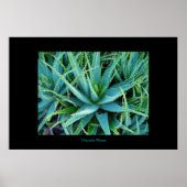 Poster Aloe Vera (Devant)