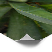 Poster Aloe Vera (Coin)