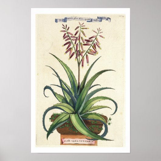 Poster Aloe Vera Vulgaris, de 'Phytographia Curiosa', p (Devant)