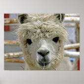 Poster Alpaca (Devant)
