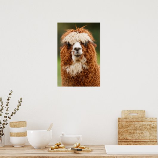 Poster Alpaca (Cuisine)