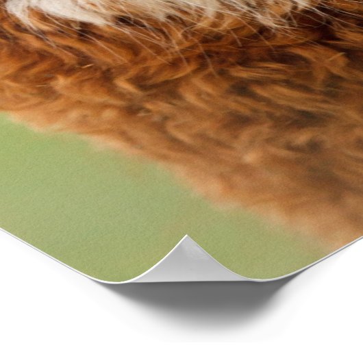 Poster Alpaca (Coin)