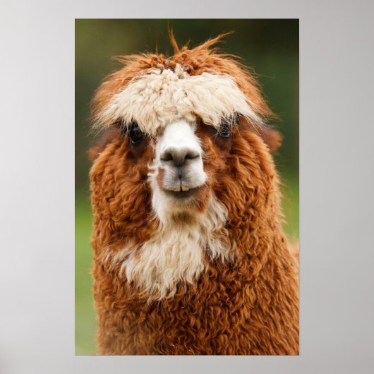 Poster Alpaca (Devant)