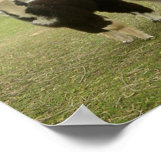 Poster Alpaca Duo (Coin)