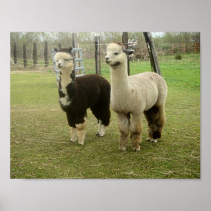 Poster Alpaca Duo