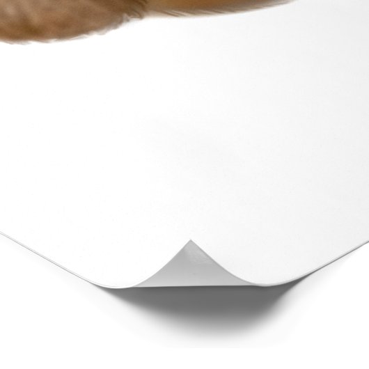 Poster Alpaca Love Print (Coin)