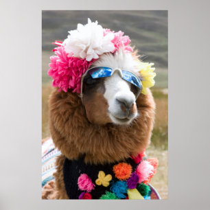 Poster Alpaca, Pachacoto, Cordillère Blanche, Ancash