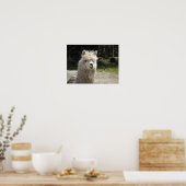 Poster Alpaca, Parque Llaviucu, Equateur (Cuisine)