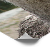Poster Alpaca, Parque Llaviucu, Equateur (Coin)