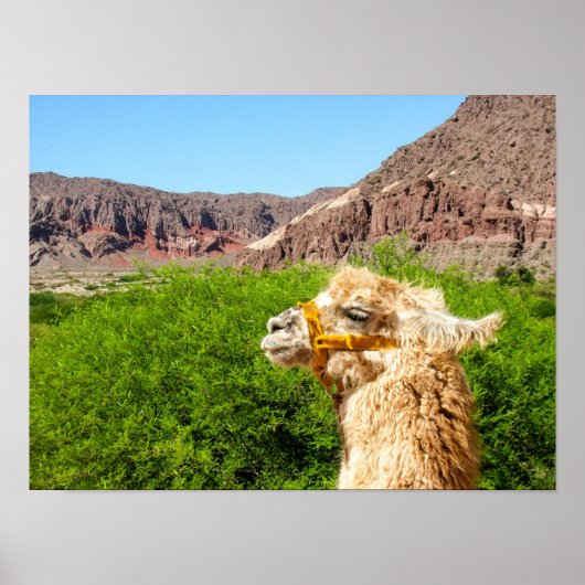 Poster Alpaca Près De Salta, Argentine (Devant)